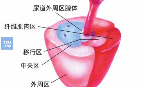 【白令胶囊成分是什么】白令胶囊对肾有伤害吗 - 白令胶囊说明书网