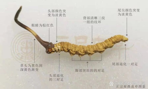 【白令胶囊成分是什么】白令胶囊对肾有伤害吗 - 白令胶囊说明书网